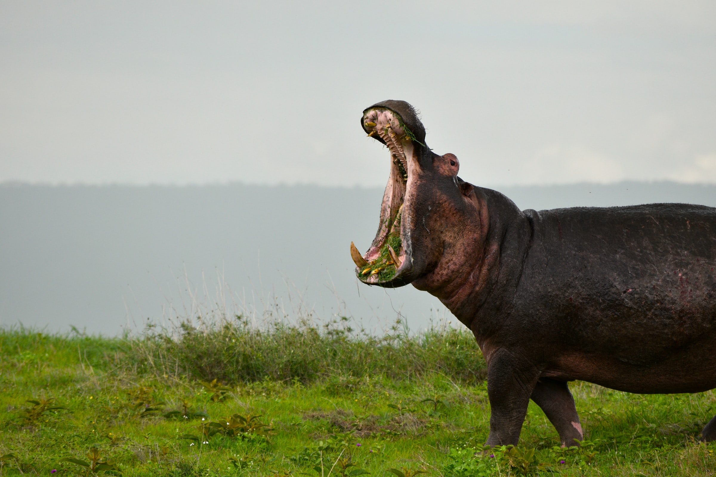 A hippo eating grass. 