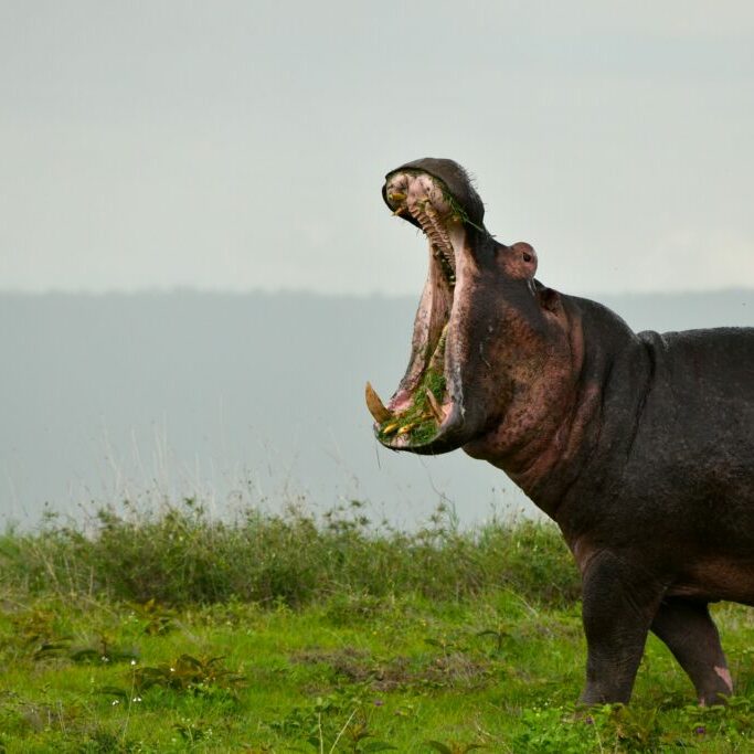 A hippo eating grass. 